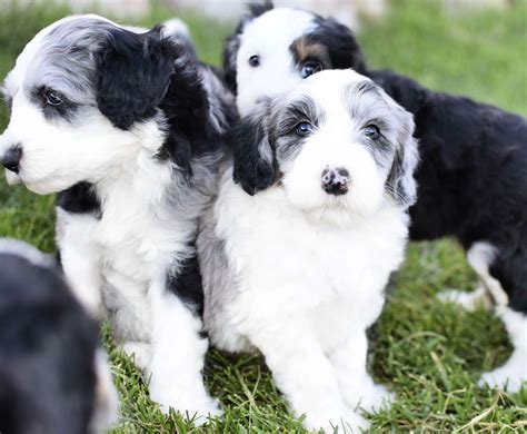 Born: July 28, 2022. . Sheepadoodle puppies for sale new jersey